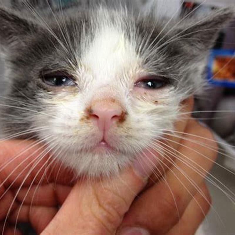 How do I give my cat buprenex?