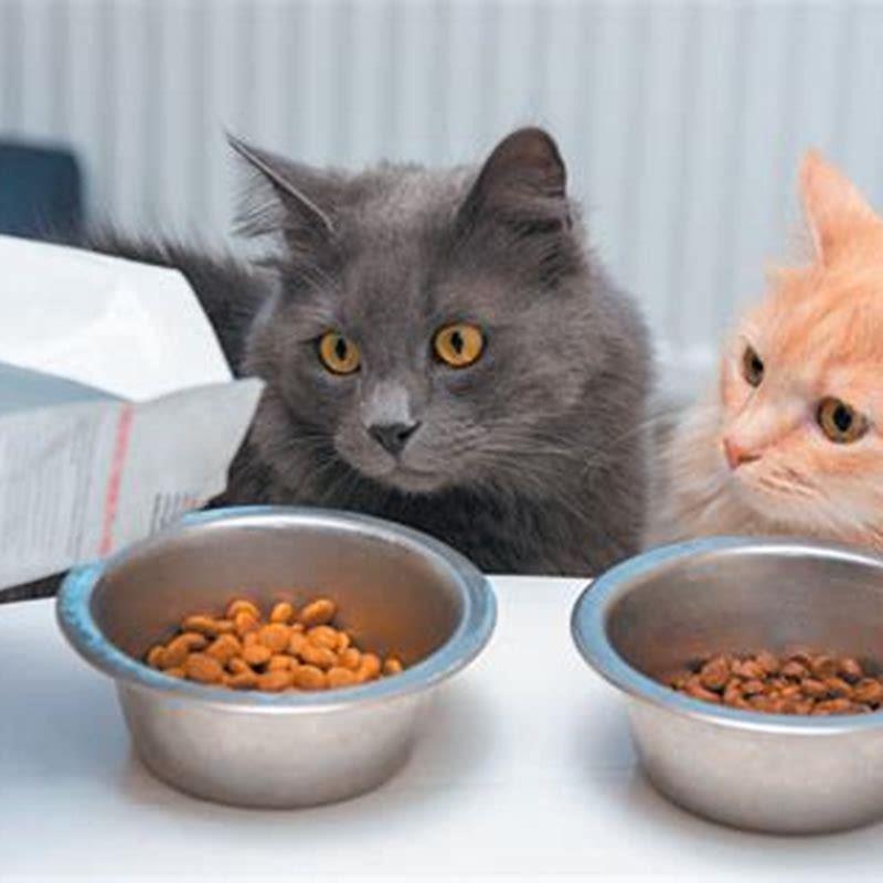 How do I give my cat dry catnip?
