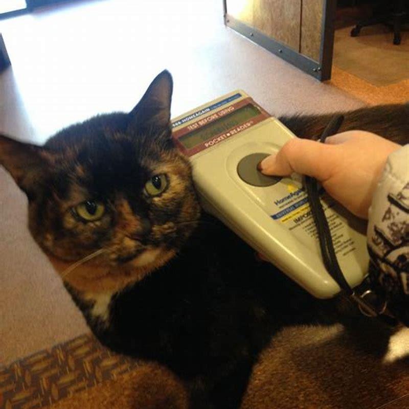 How do I give my cat gabapentin capsules?
