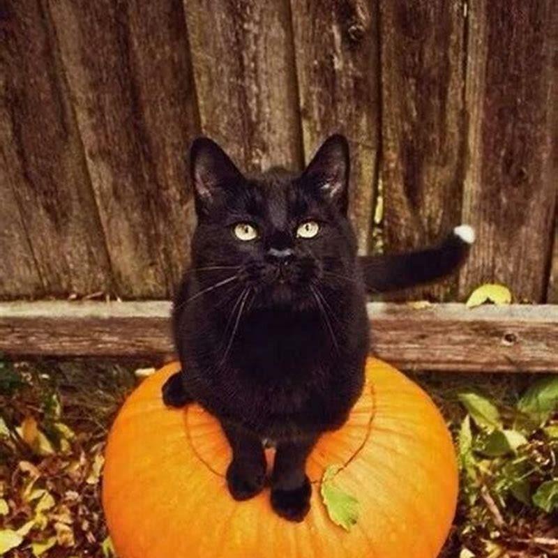 How do I give my cat pumpkin?