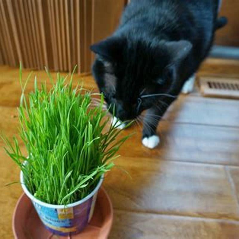 How Do I Grow Wheat Grass For My Cat DIY Seattle