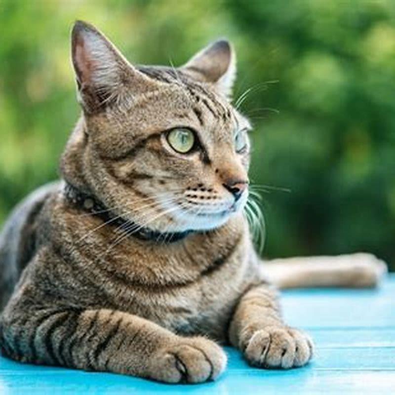 How do I help my cat pass a hairball?