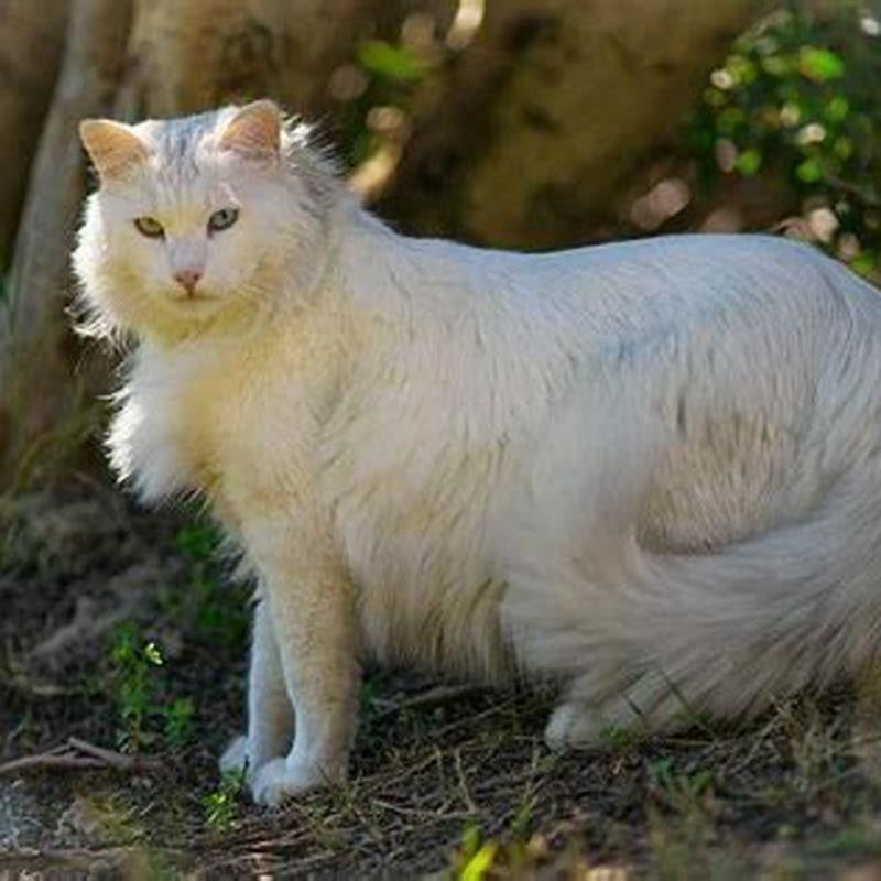 How do I identify a Turkish Van cat?