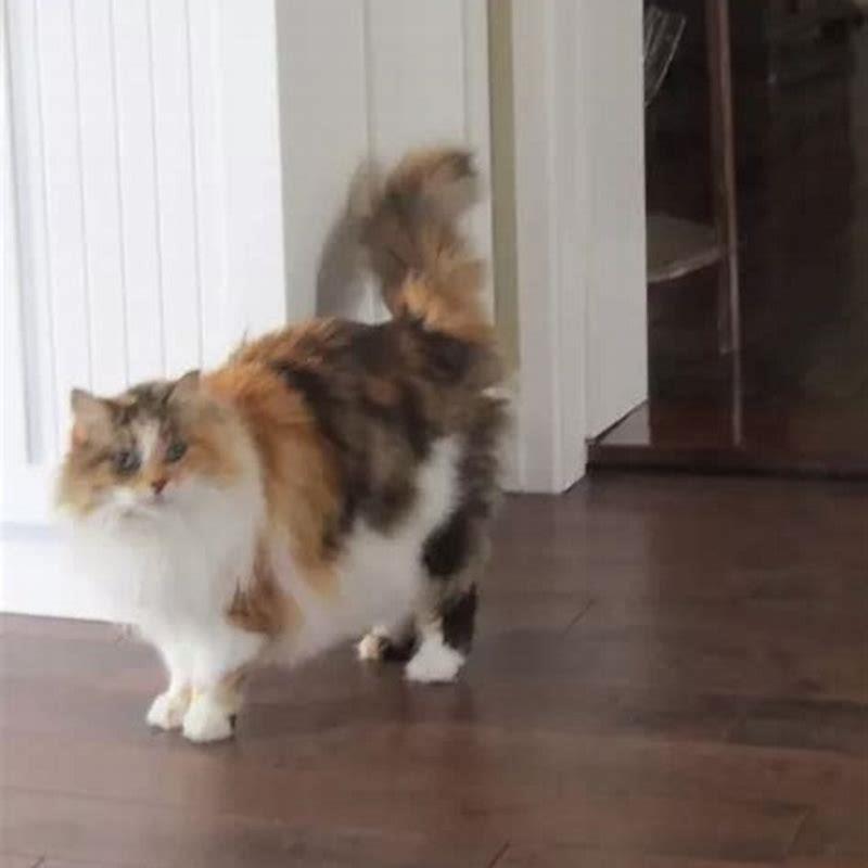 How do I keep my cats from fighting?