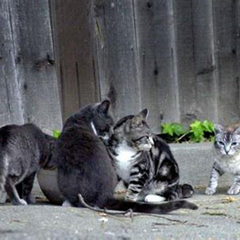 How do I keep stray cats from pooping on my lawn? - DIY Seattle