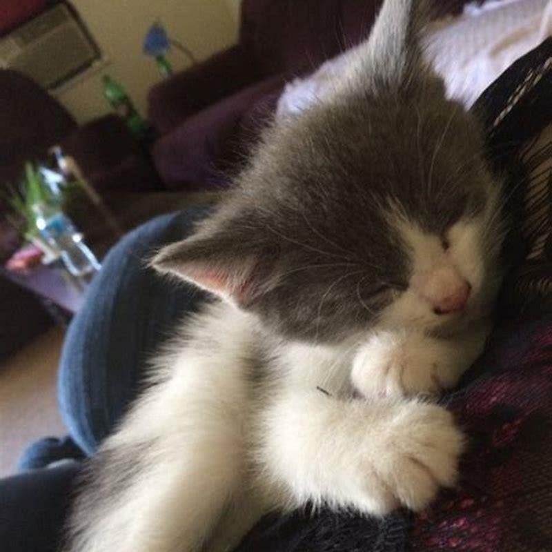 How do I keep the neighbors cat away from my cat?