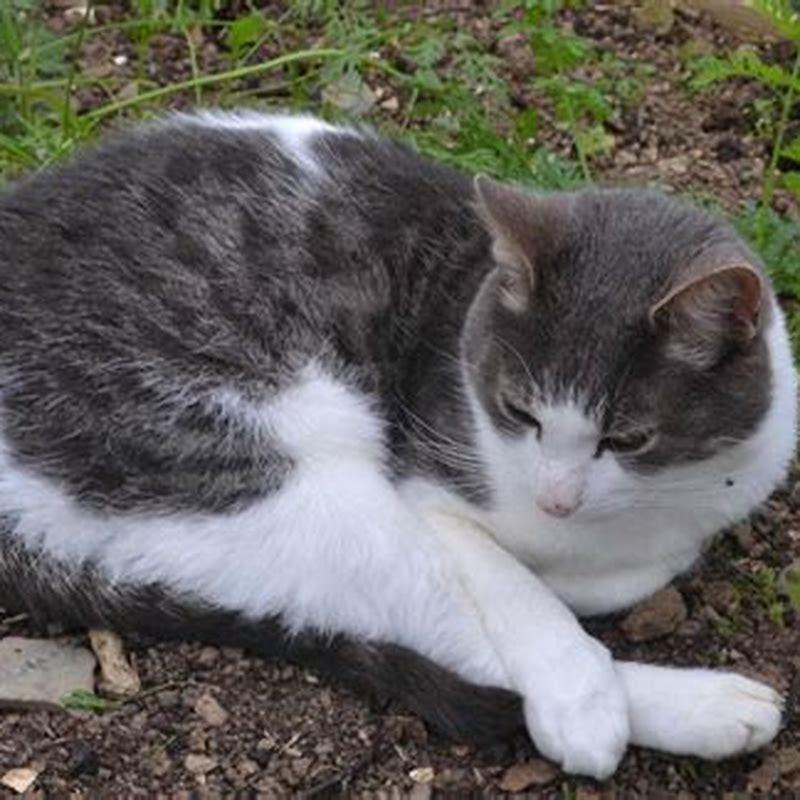 How Do I Keep My Cat From Pooping In My Flower Bed