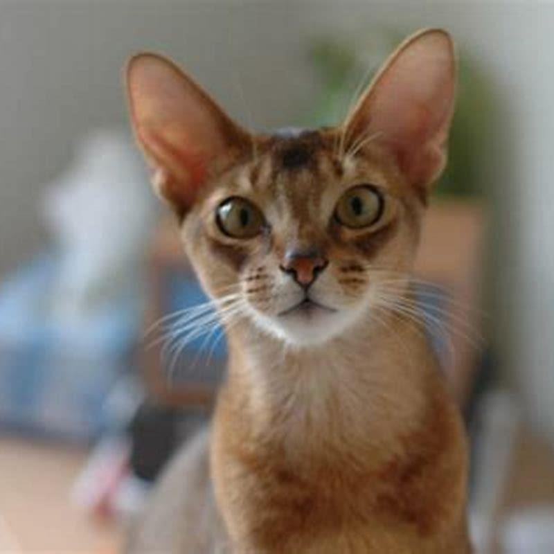 How do I know if my cat is Singapura?