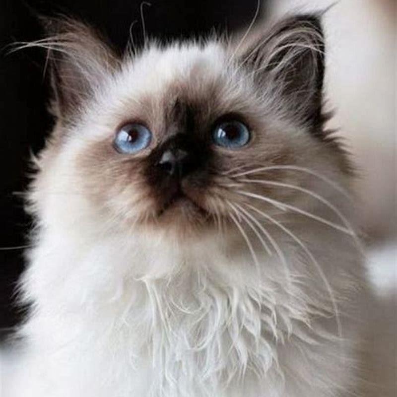 How do I know if my Himalayan cat is Persian? - DIY Seattle