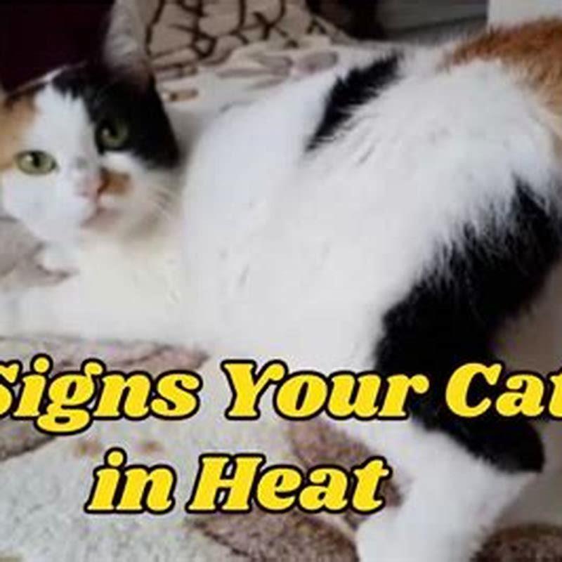 how-do-i-know-if-my-male-cat-is-in-heat-diy-seattle