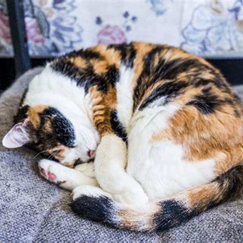 How do I know what breed my tortoiseshell cat is?