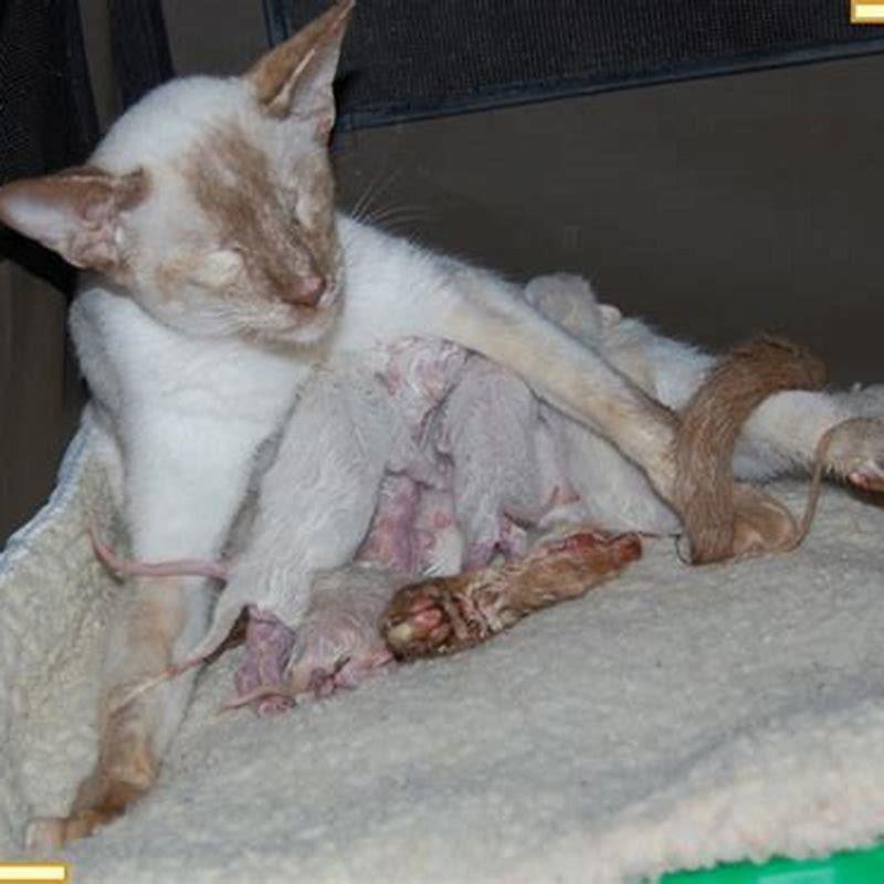 How do I know when my cats about to give birth?