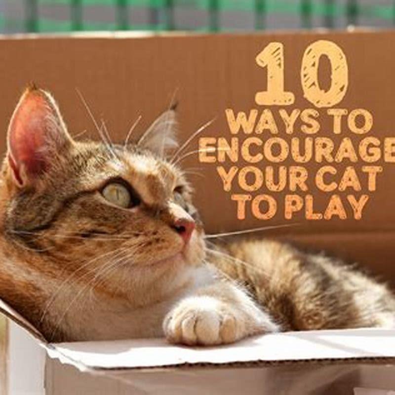 How do I make my cat playful?