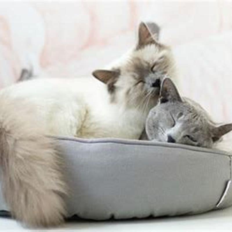 How do I socialize my cat with another cat?