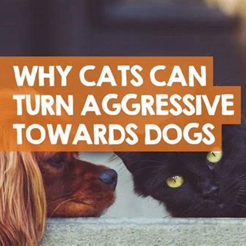 How do I stop my cat from attacking my dog?