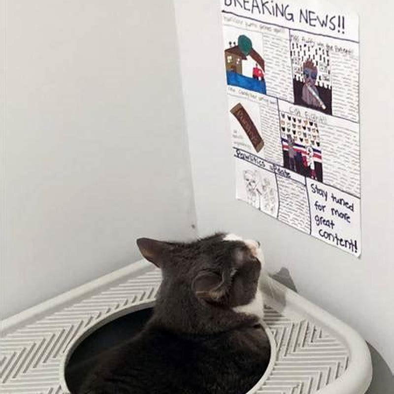 How do I stop my cat from going outside of my cat?