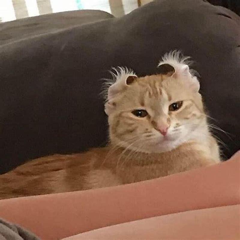 How do I stop my cat from going where I shouldn t?