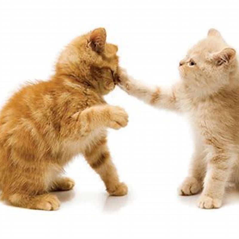 How do I stop my cat from hitting my other cat?