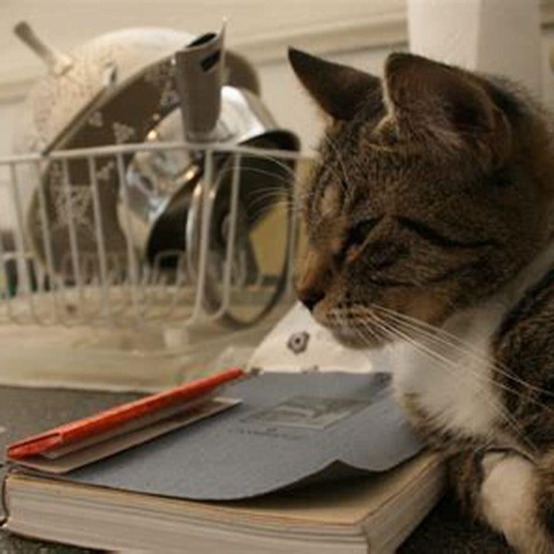 How do I stop my cat from jumping on the kitchen counter?