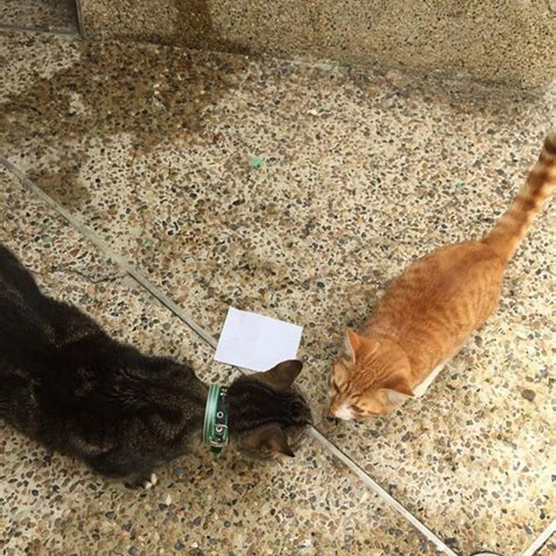 How do I stop my cat from playing with his food?