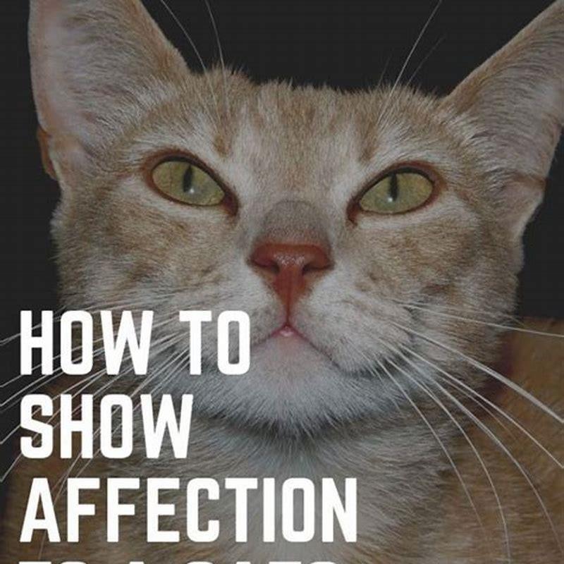 How do I tell my cat I love him?