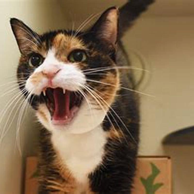How do I train my dog to not be aggressive to cats?