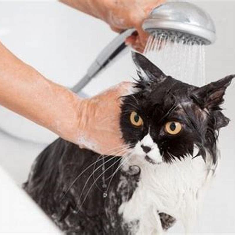 how-do-i-wash-my-cat-at-home-diy-seattle