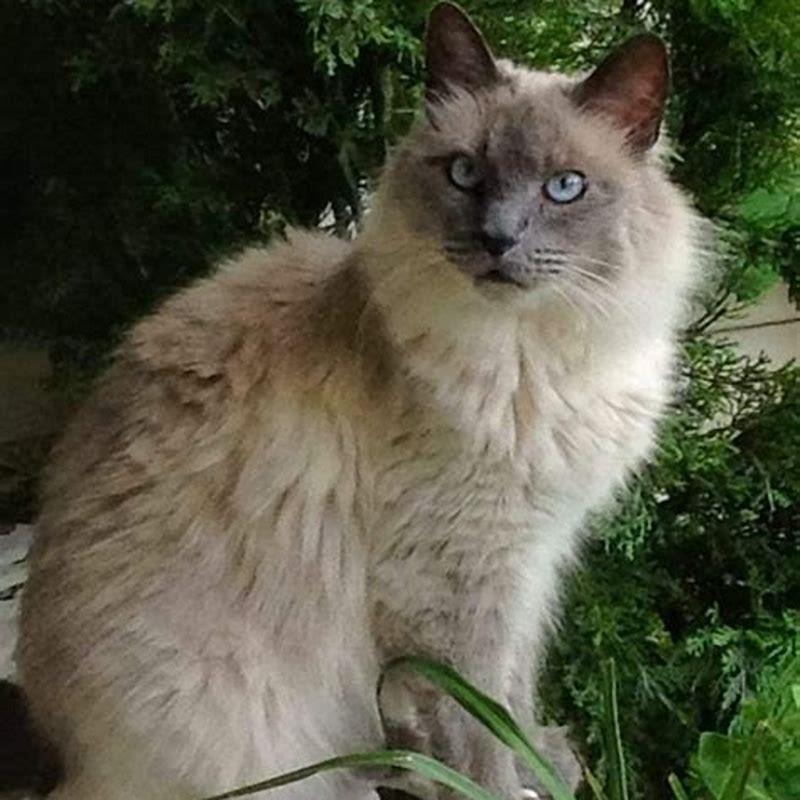 How do I wash my cat without getting scratched?