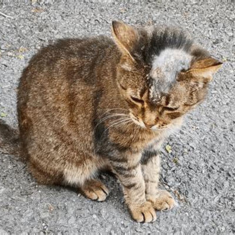 how-do-indoor-cats-get-ringworms-diy-seattle