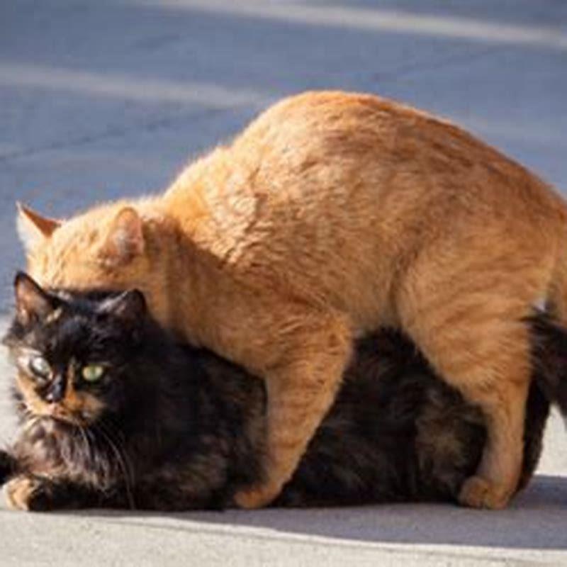 How do make cats act when in heat?