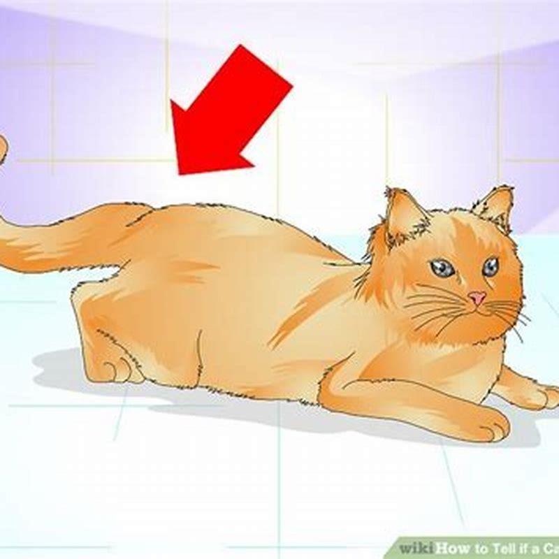 how-do-male-cats-act-around-pregnant-female-cats-diy-seattle