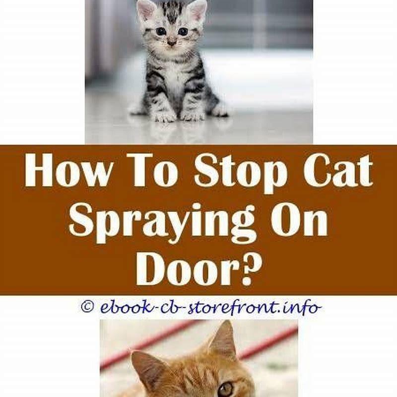 how-do-male-cats-spray-backwards-diy-seattle