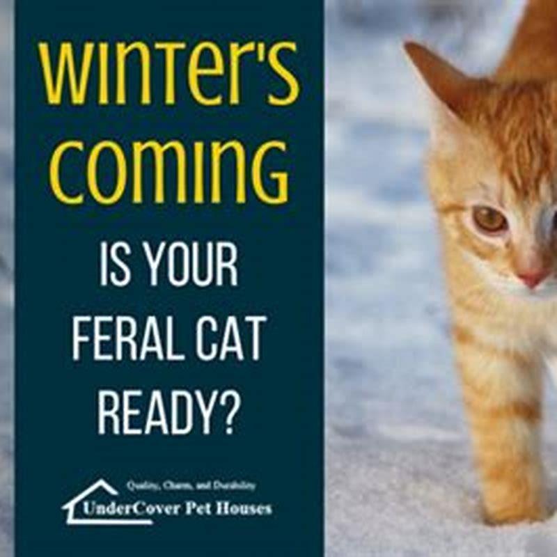 How do stray cats survive cold weather? - DIY Seattle
