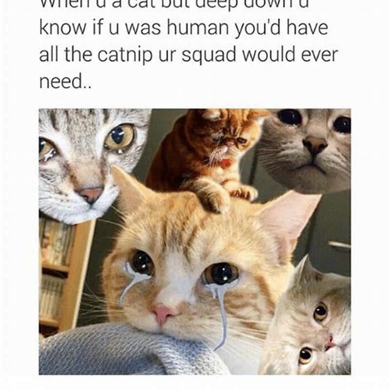How do u know when ur cat is about to die?