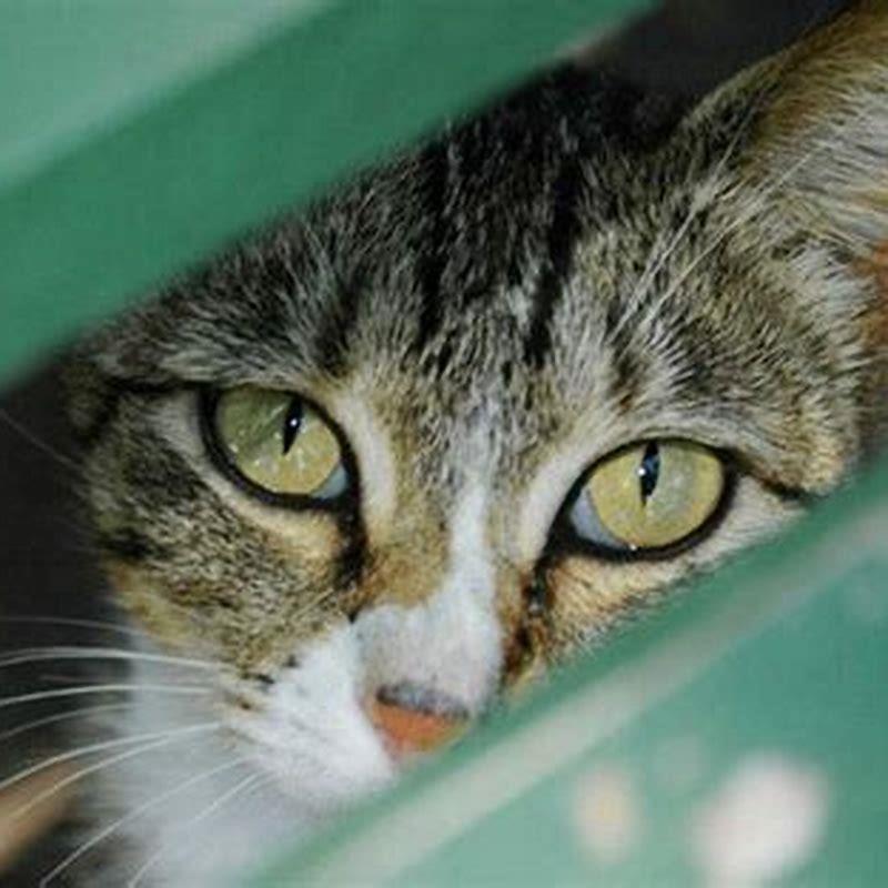 How do you attract a cat out of hiding?