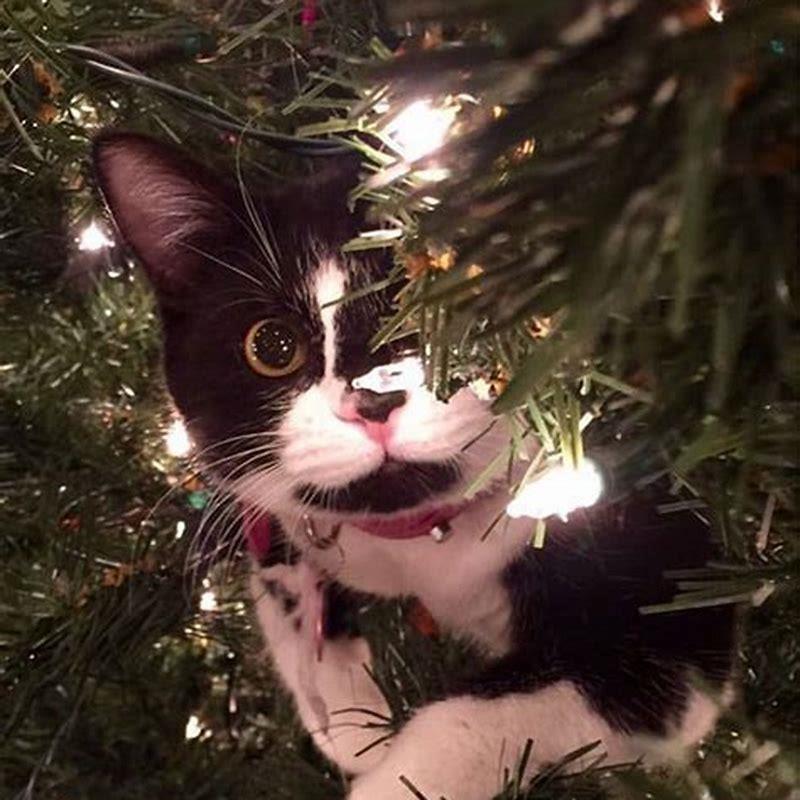 How do you decorate for Christmas if you have a cat?