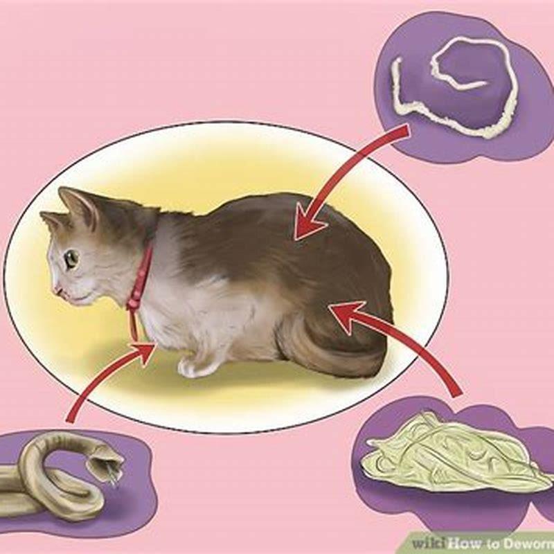 How do you deworm a cat? - DIY Seattle