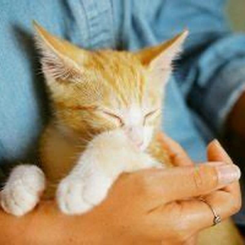 How do you find where a cat had her babies?