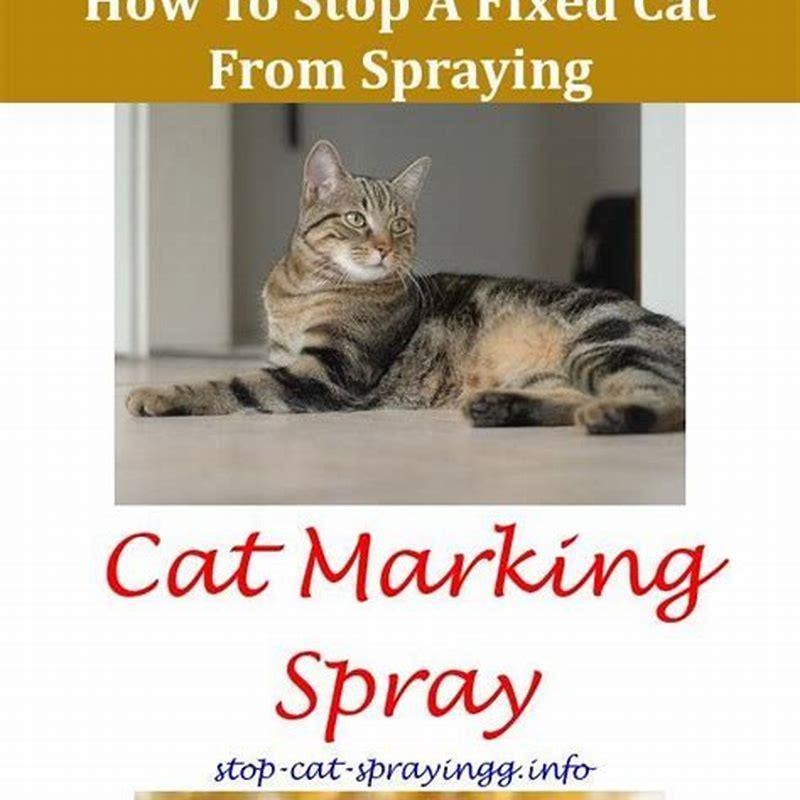 How do you get a cat to stop peeing on furniture?