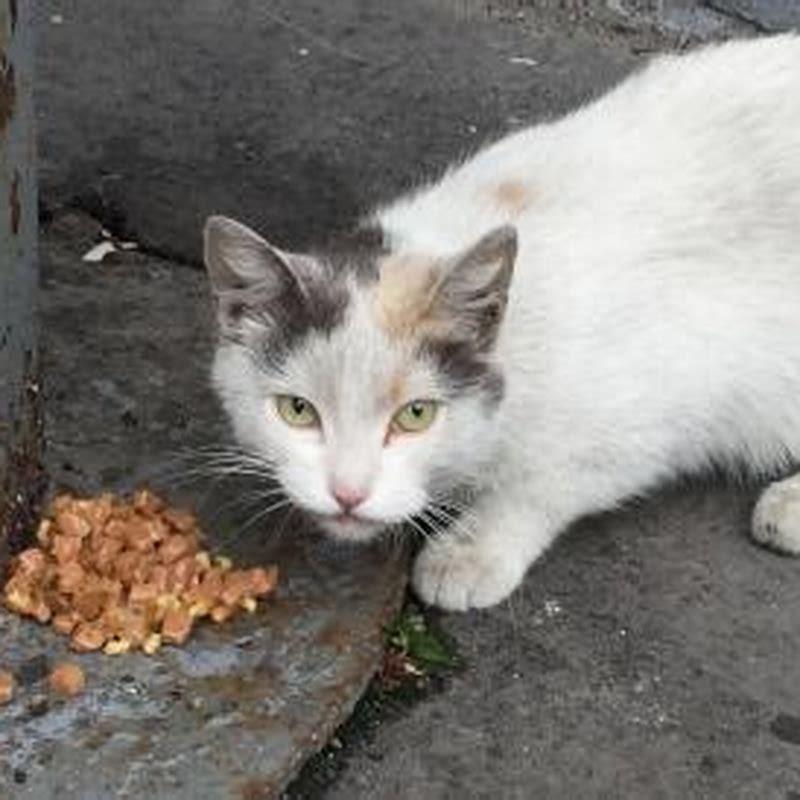 How do you get a stray cat into your house with other cats?