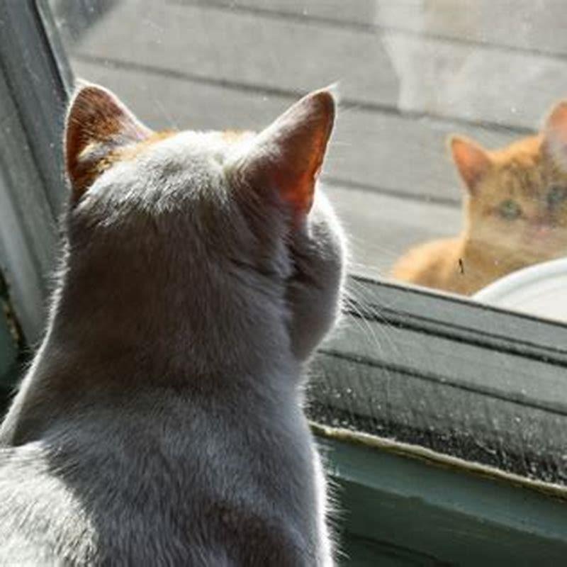 How do you get a stray cat to stop spraying?