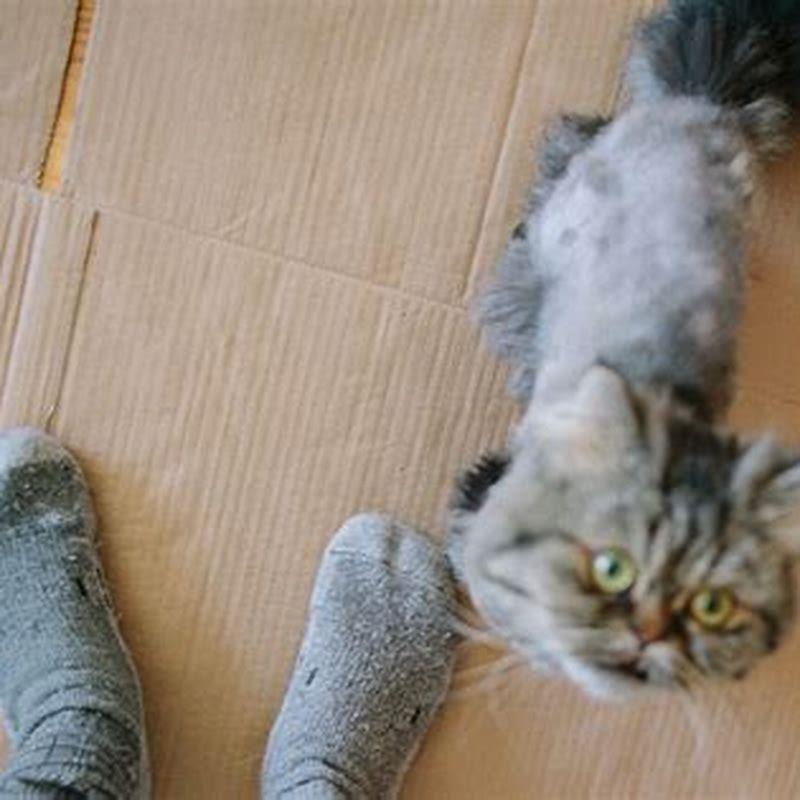 how-do-you-get-cats-to-stop-biting-feet-diy-seattle