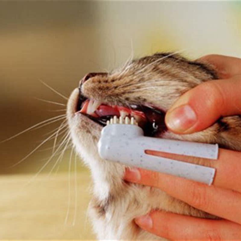 How do you get plaque off a cats teeth?