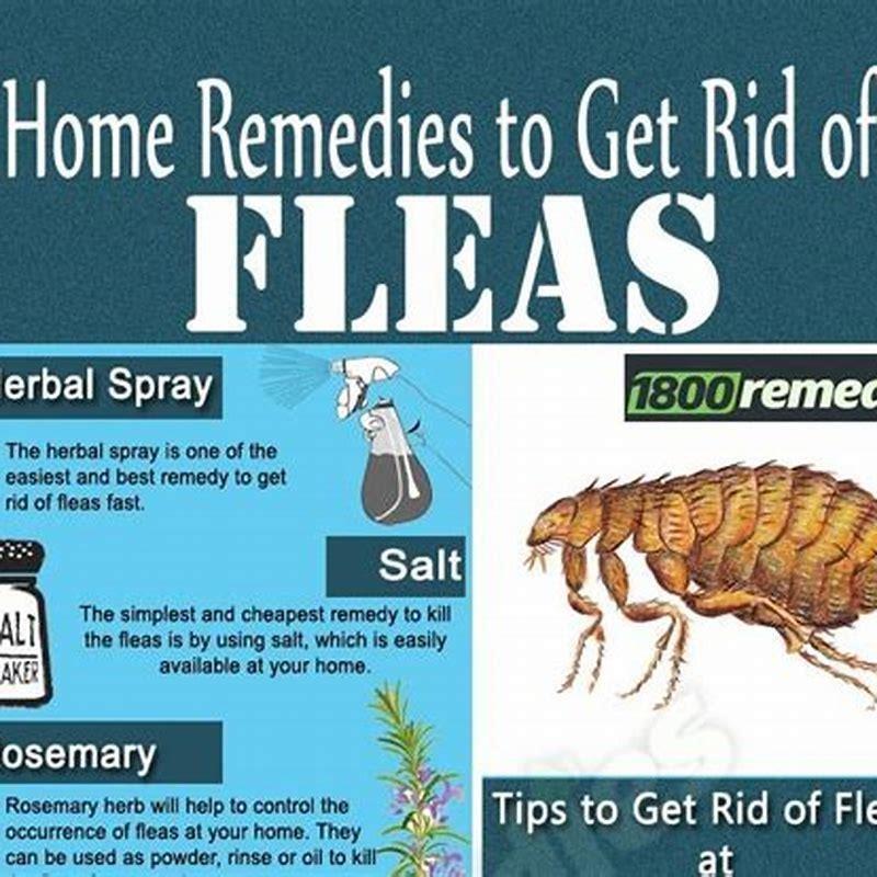 How Do You Get Rid Of Fleas On Cats Naturally? - Diy Seattle