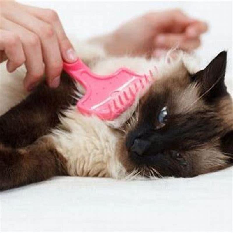 How do you get rid of matted hair on a cat?