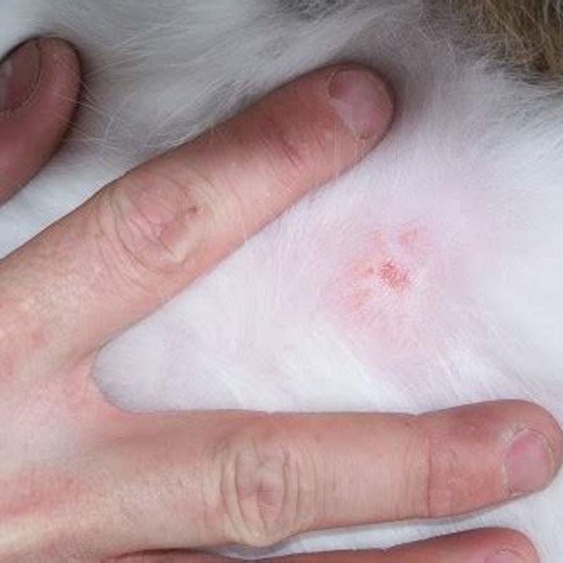 How Do You Get Rid Of Ringworm On A Cat