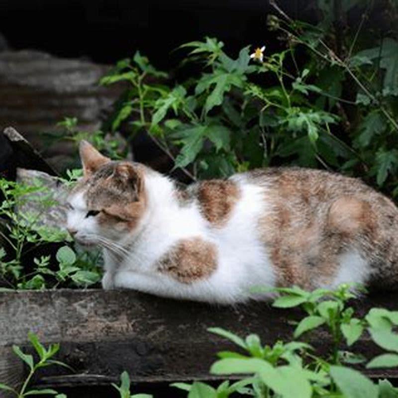 how-do-you-get-rid-of-stray-cats-around-your-house-diy-seattle