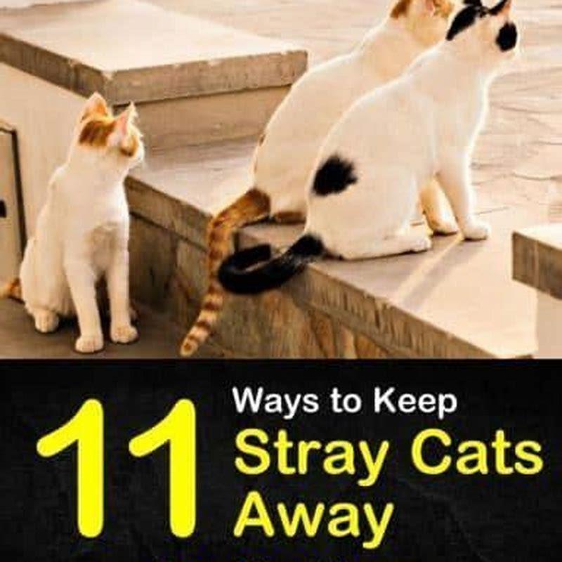 How do you get rid of unwanted stray cats?