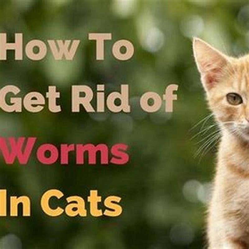 How do you get rid of worms in cats? DIY Seattle