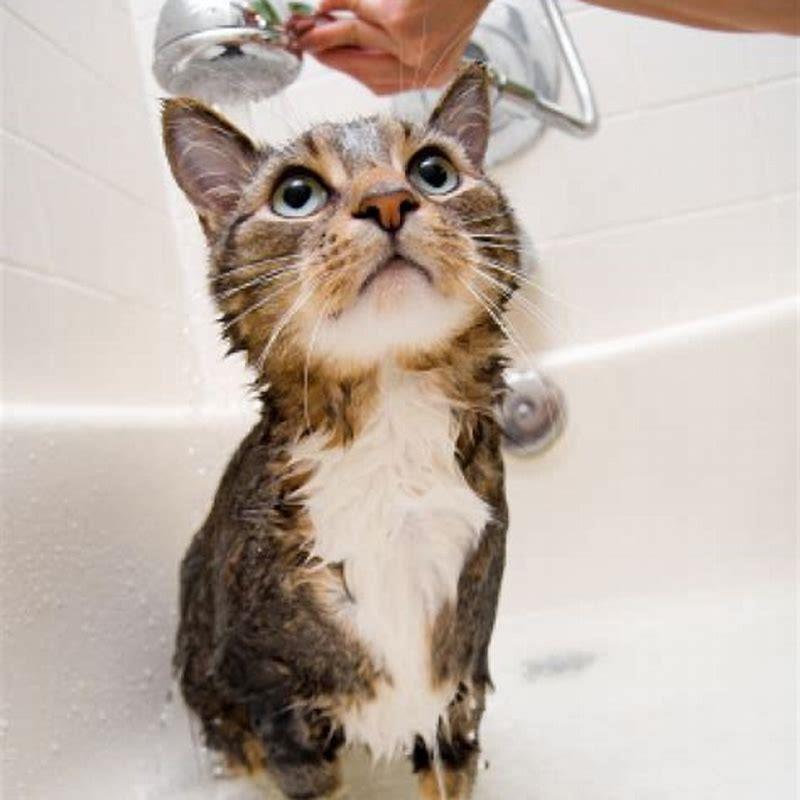 How do you give a cat a shower? DIY Seattle